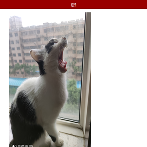 中文