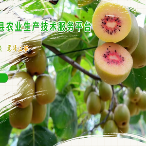 苍溪县农业生产技术服务平台