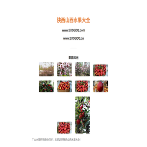 陕西山西水果大全