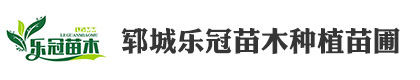 国槐-白蜡-法桐-郓城乐冠苗木种植苗圃（个体工商户）